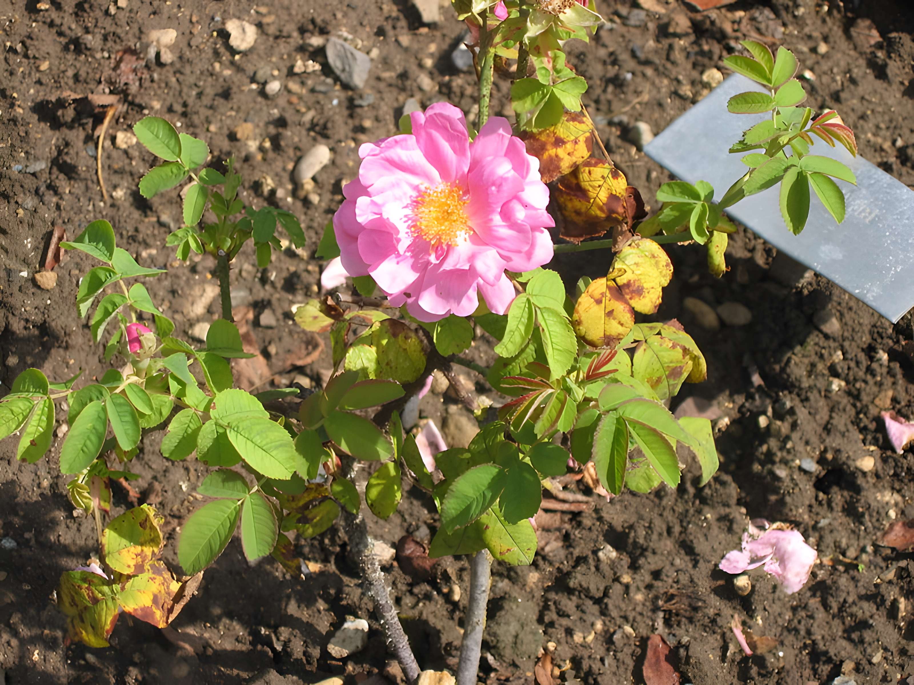 Relais de poste à chevaux à Launois-sur-Vence