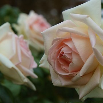 Roseraie du Val-de-Marne à LHaÿ-les-Roses