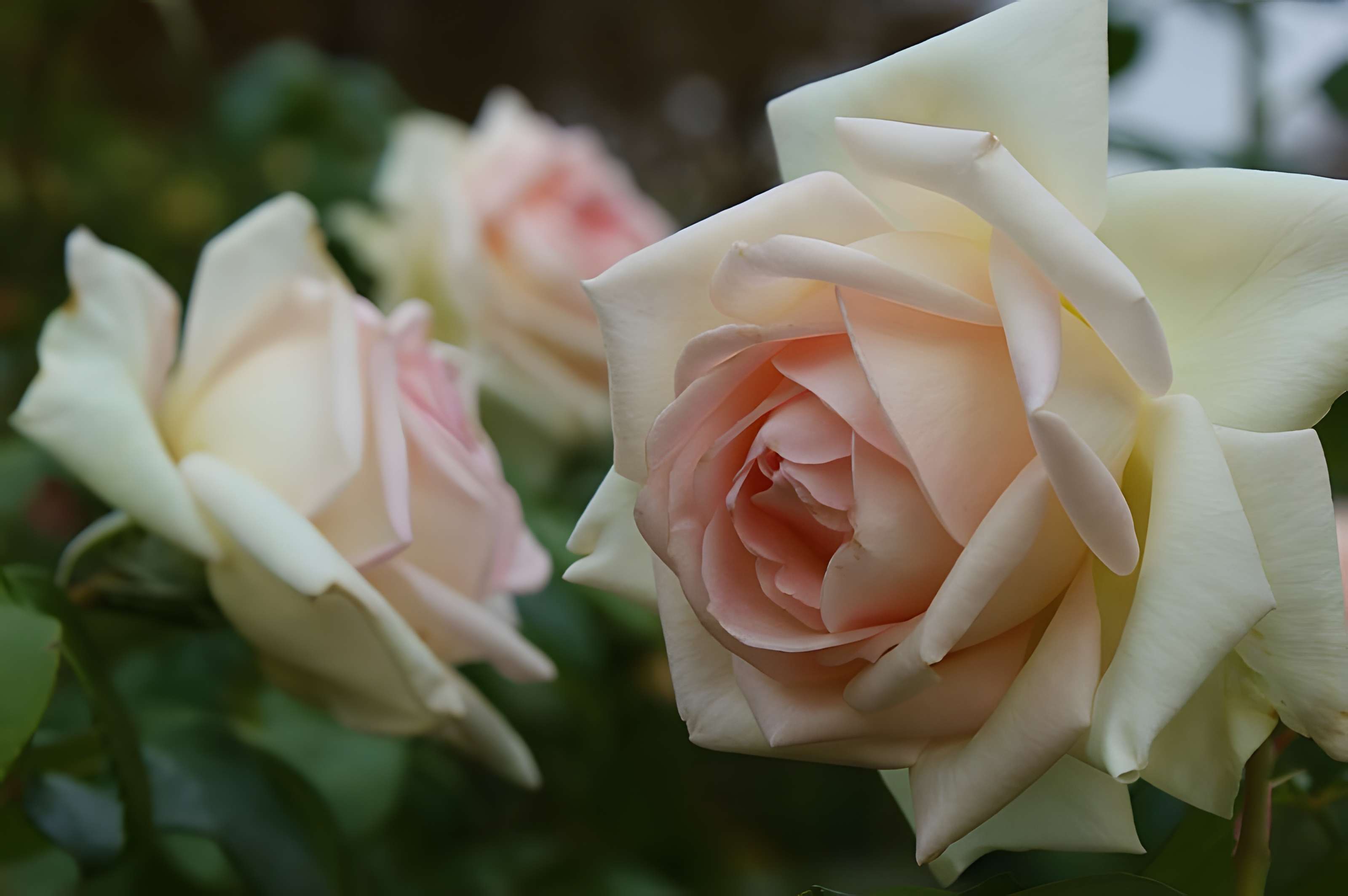 Roseraie du Val-de-Marne à L'Haÿ-les-Roses