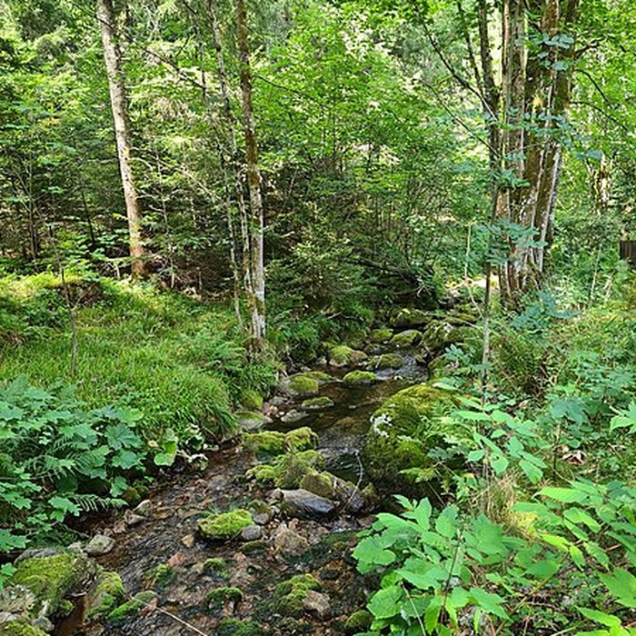 Photo de Scierie du Lançoir à Ban-sur-Meurthe-Clefcy