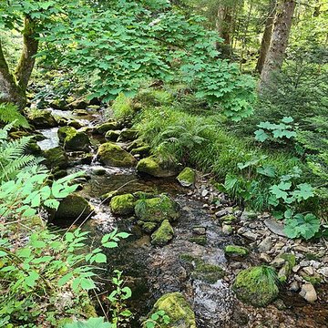 Scierie du Lançoir à Ban-sur-Meurthe-Clefcy
