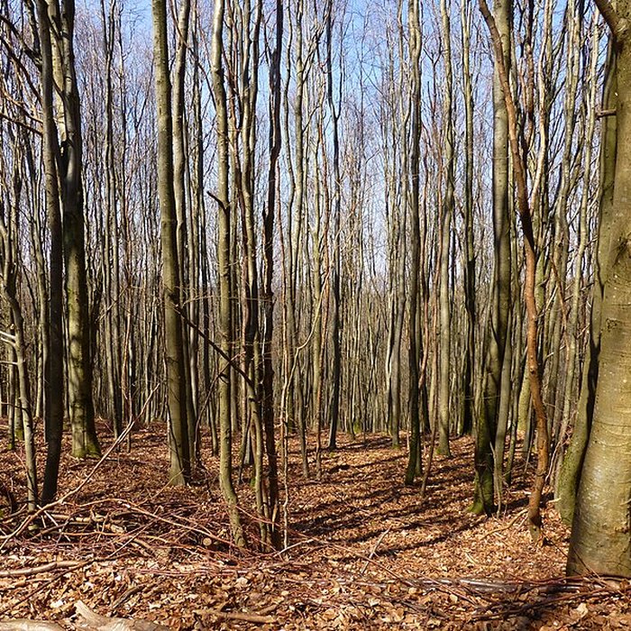 Photo de Site archéologique de la Croix-Guillaume à Saint-Quirin