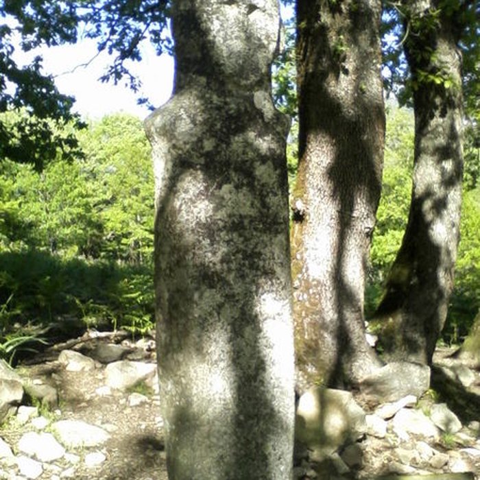 Photo de Statue-menhir de Tavera