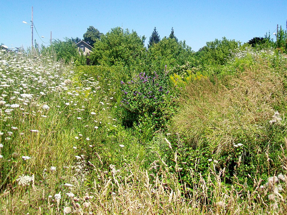 Photo de Théâtre antique de Meaux