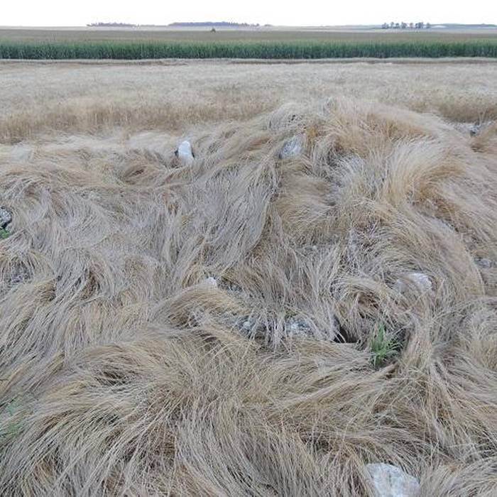 Photo de Tumulus mégalithique de Menainville