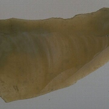 Tumulus du Château Bû à Saint-Just