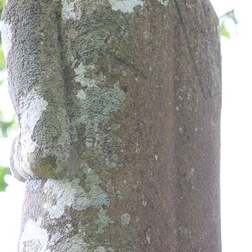 Vénus de Quinipily à Baud