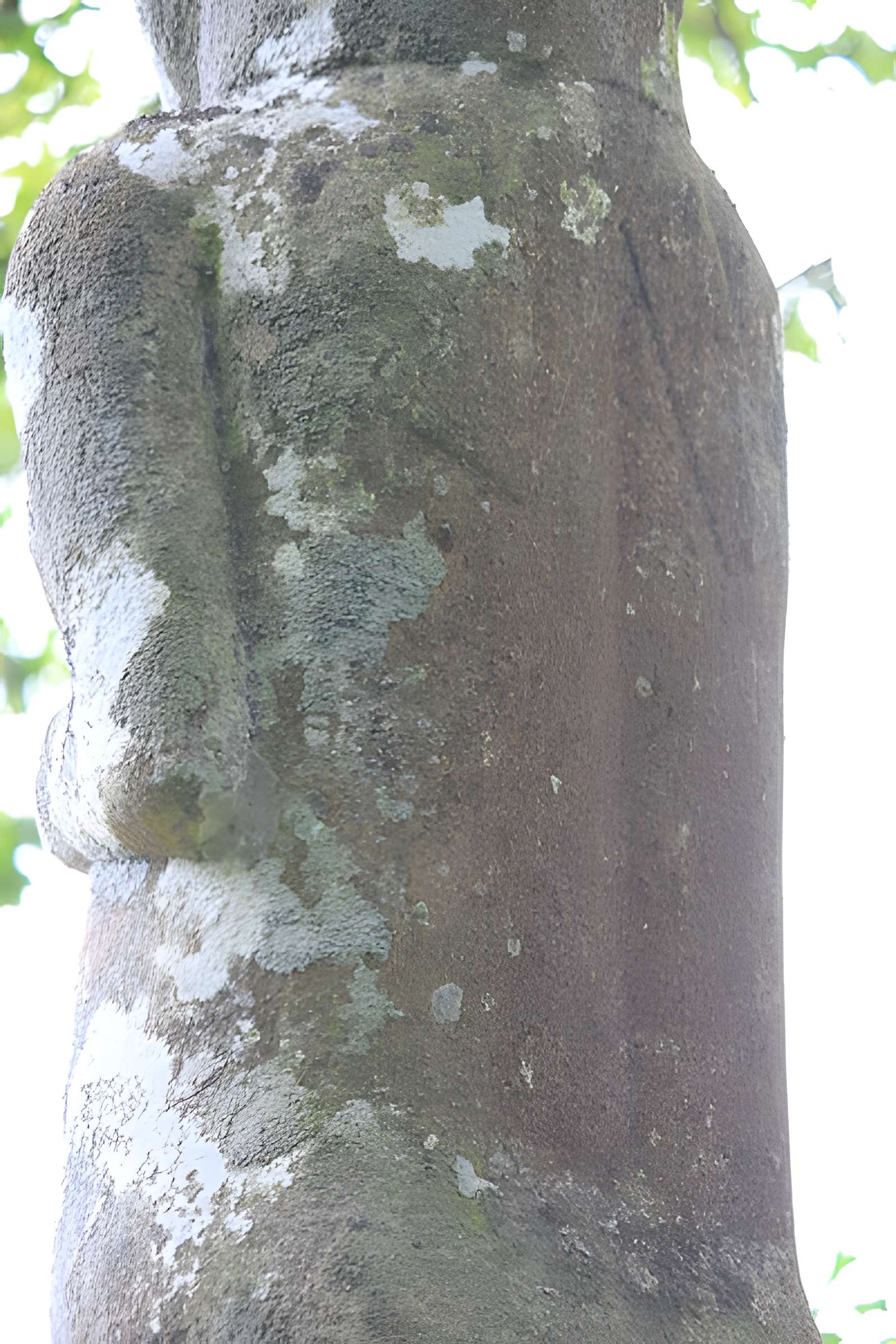 Vénus de Quinipily à Baud