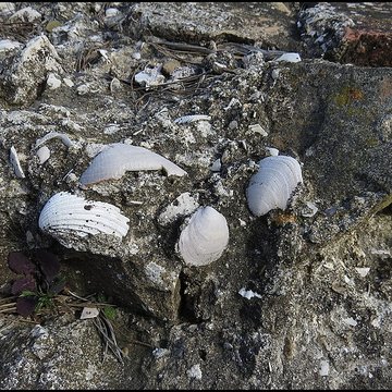 Villa gallo-romaine, dite Fount de Rome à Fleury