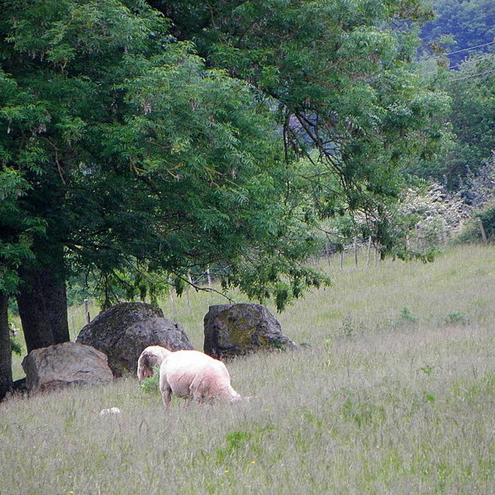 Photo de 2 Menhirs à Bouchamps-lès-Craon