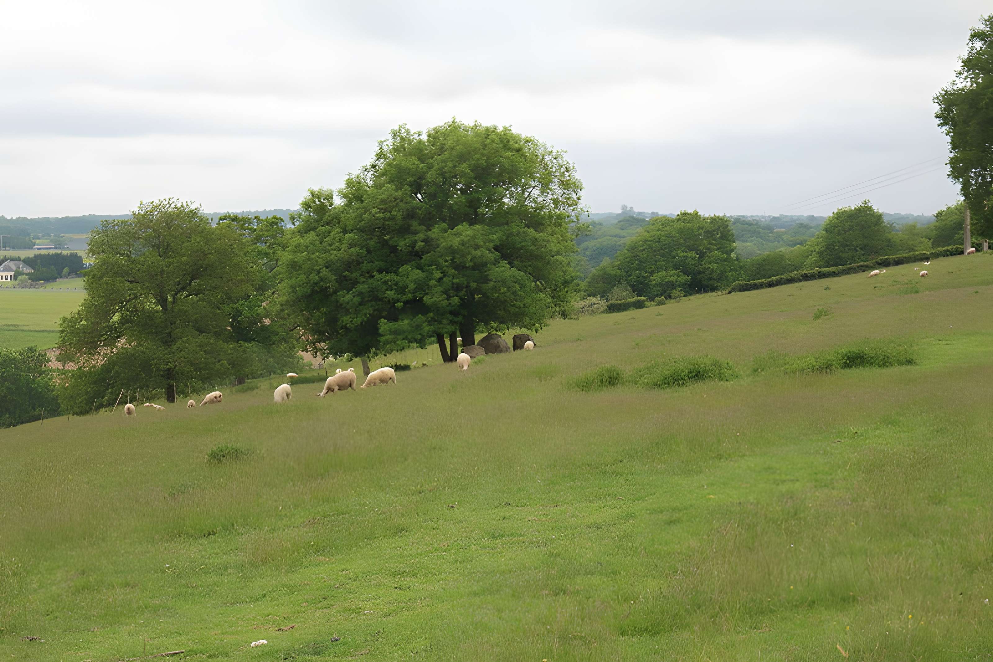 2 Menhirs à Bouchamps-lès-Craon
