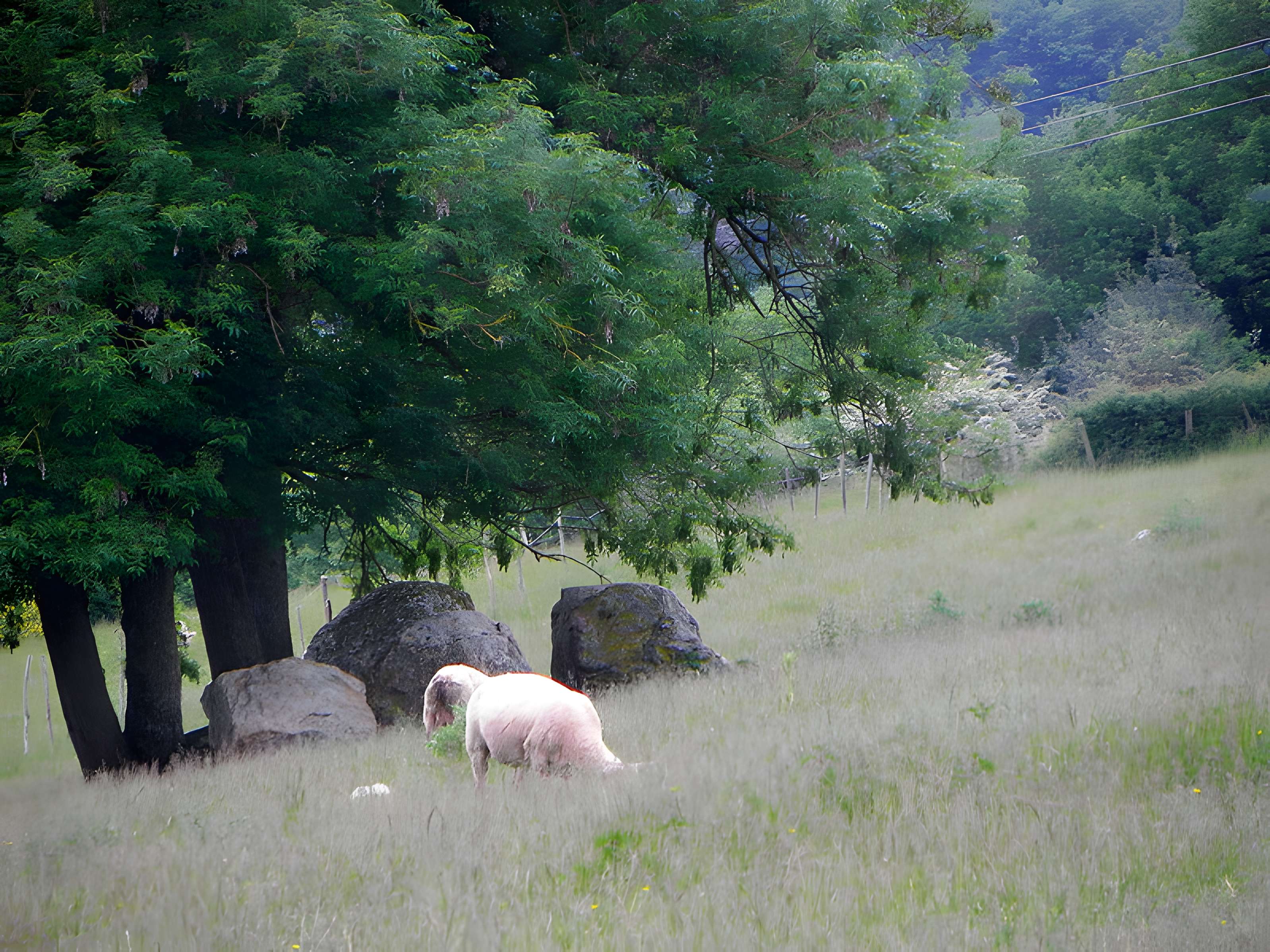 2 Menhirs à Bouchamps-lès-Craon