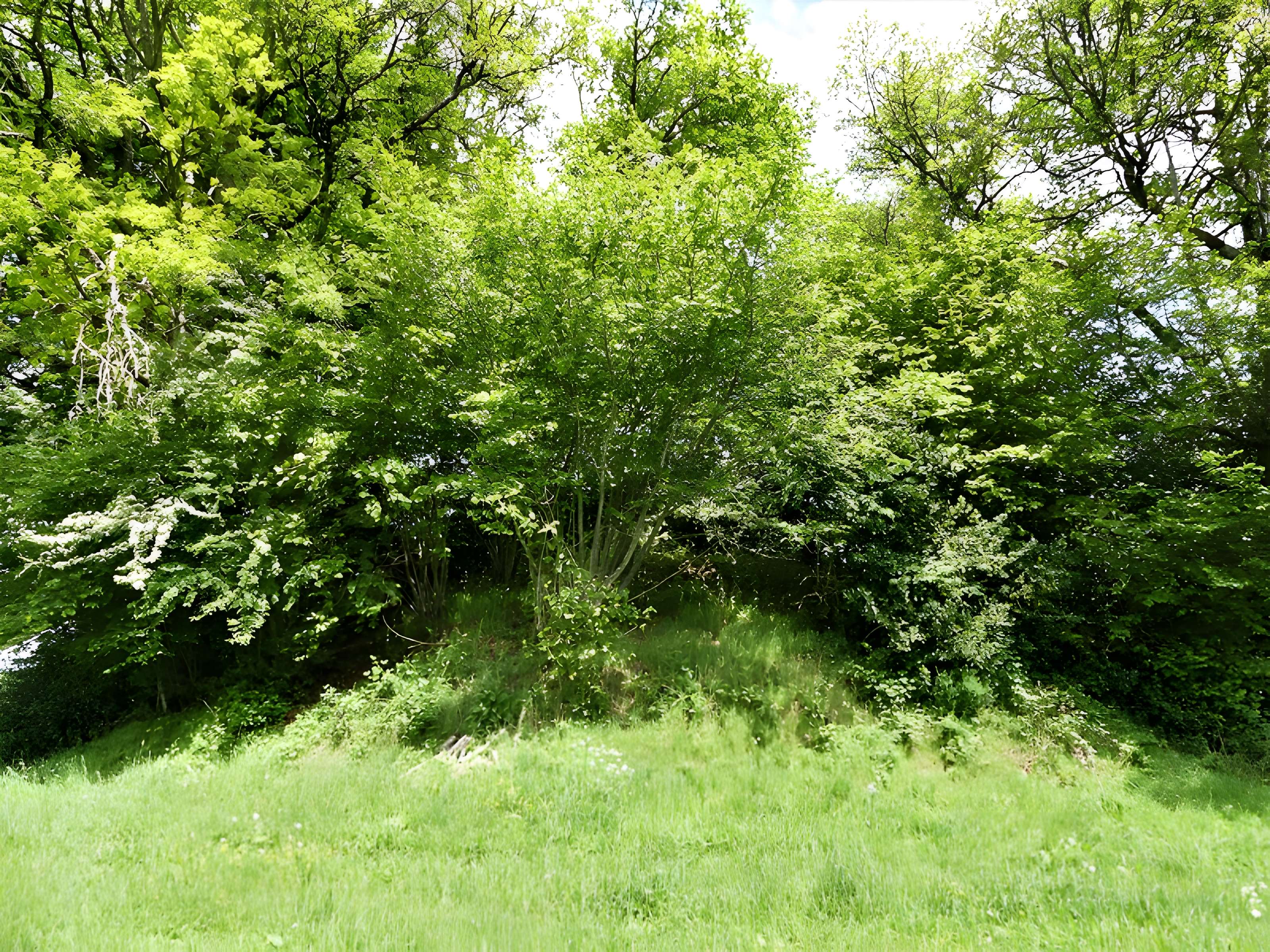 3 Mottes castrales de Saint-Oradoux-de-Chirouze