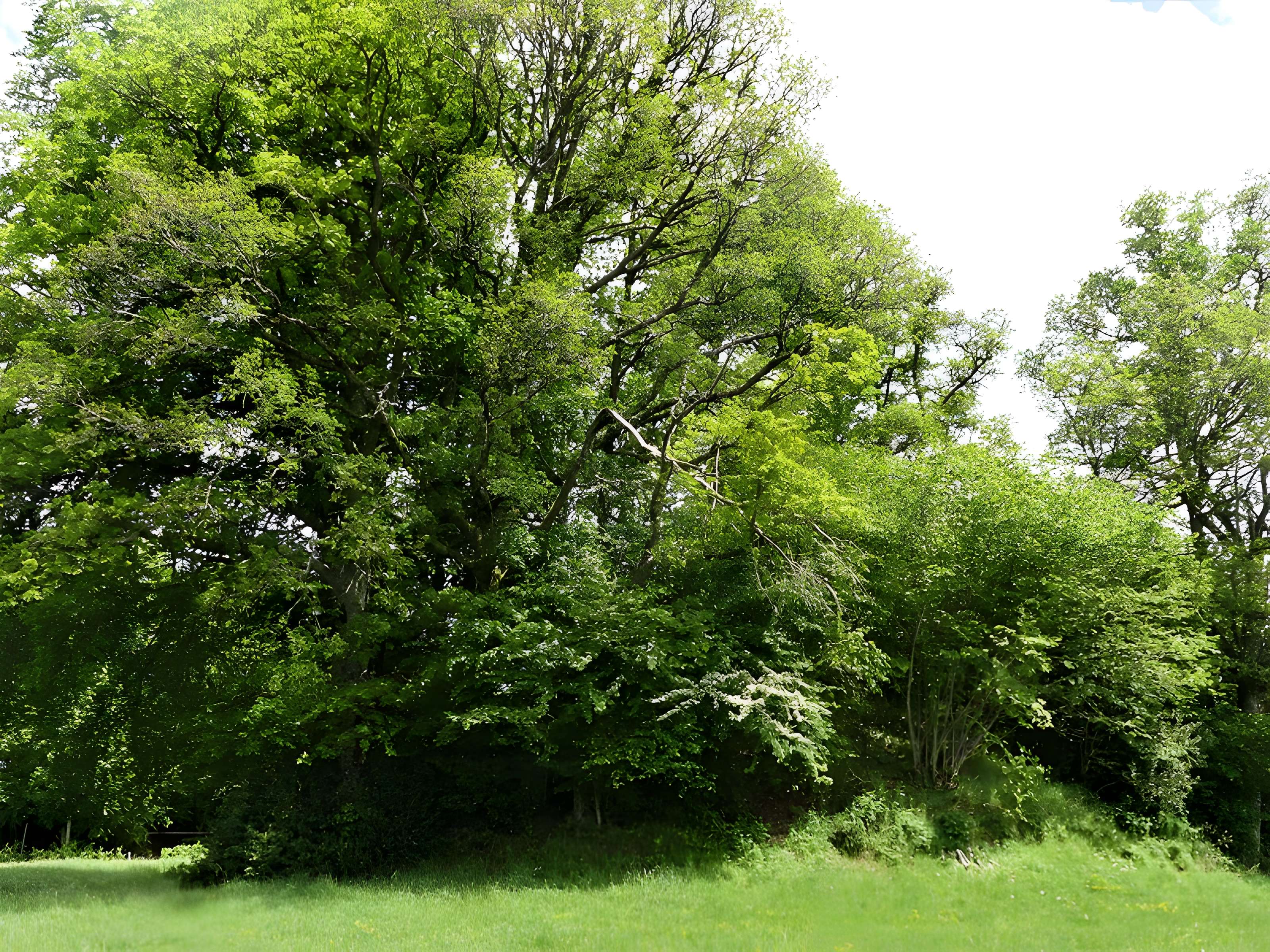 3 Mottes castrales de Saint-Oradoux-de-Chirouze