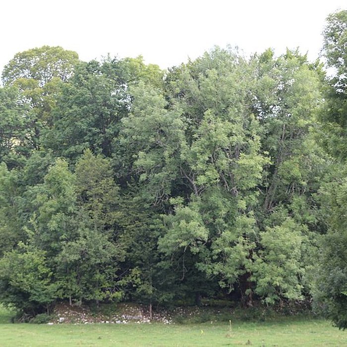 Photo de Ancienne abbaye de Saint-Sulpice