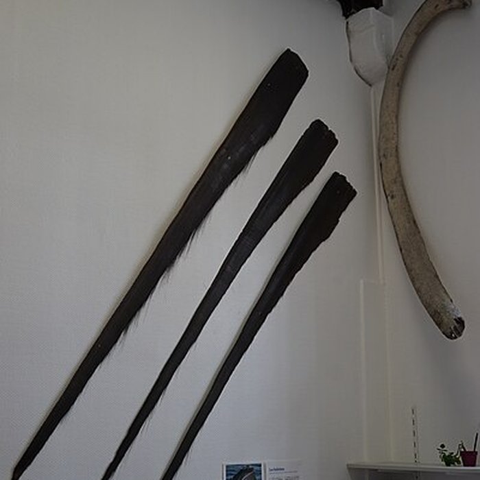 Photo de Abbaye Saint-Loup de Troyes