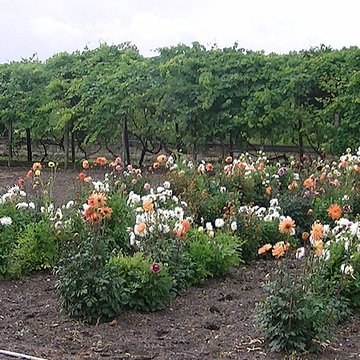 Abbaye Saint-Pierre de Bourgueil