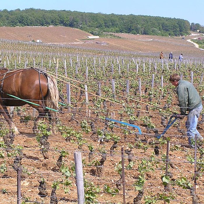Photo de Abbaye Saint-Vivant de Curtil-Vergy