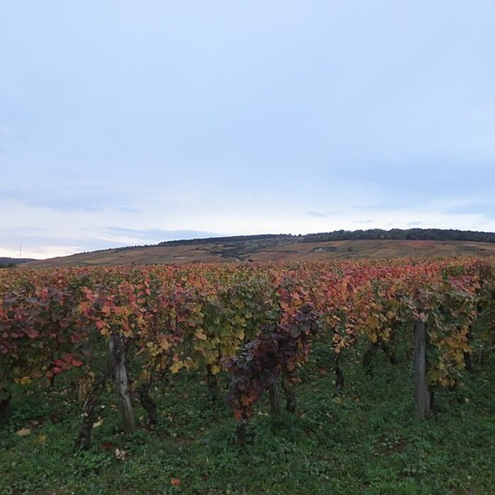 Photo de Abbaye Saint-Vivant de Curtil-Vergy