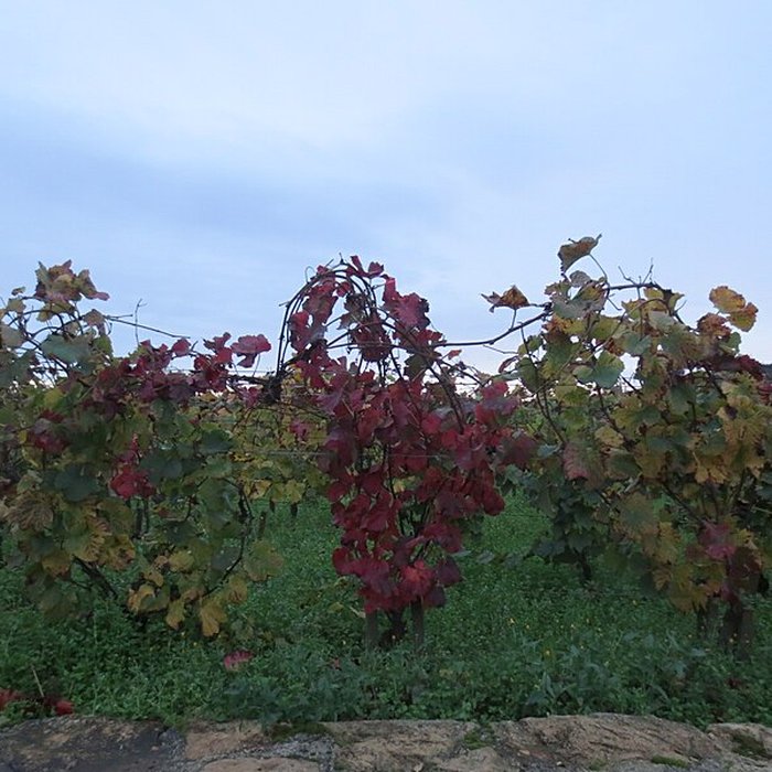 Photo de Abbaye Saint-Vivant de Curtil-Vergy