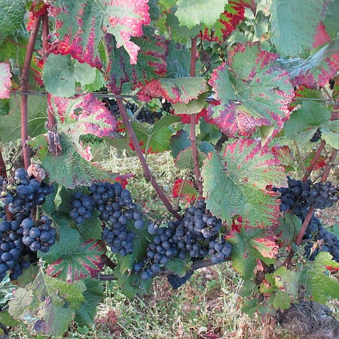 Photo de Abbaye Saint-Vivant de Curtil-Vergy