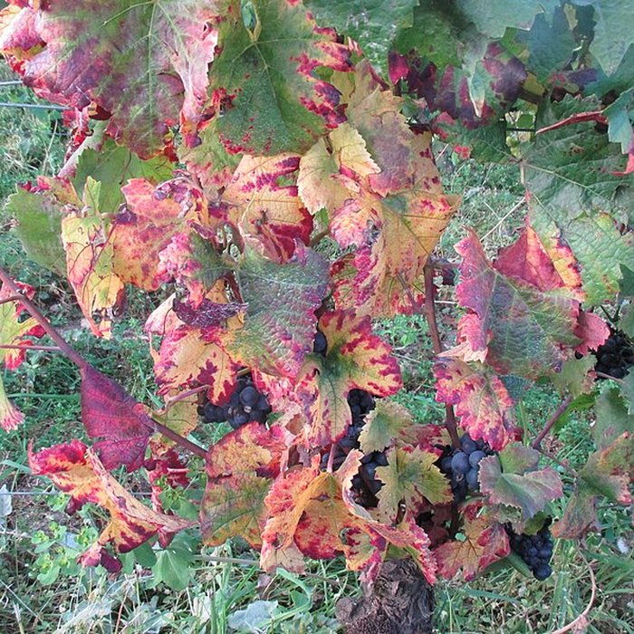 Photo de Abbaye Saint-Vivant de Curtil-Vergy