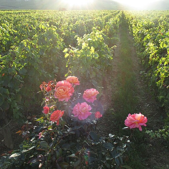 Photo de Abbaye Saint-Vivant de Curtil-Vergy