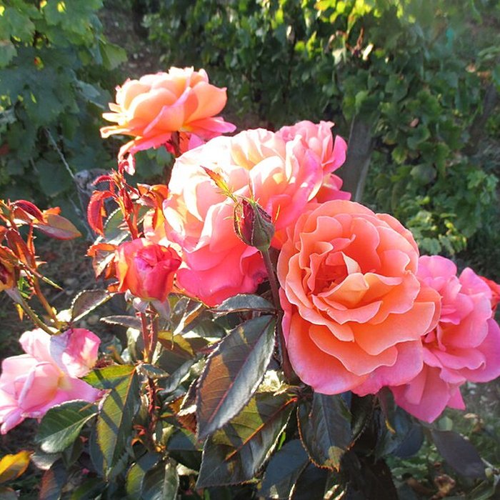 Photo de Abbaye Saint-Vivant de Curtil-Vergy
