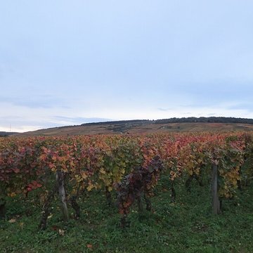 Abbaye Saint-Vivant de Curtil-Vergy
