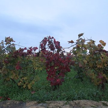 Abbaye Saint-Vivant de Curtil-Vergy