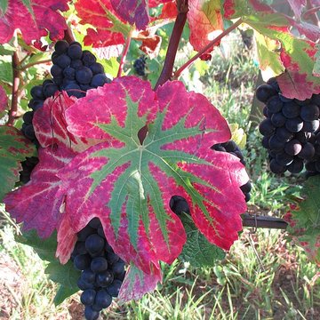 Abbaye Saint-Vivant de Curtil-Vergy