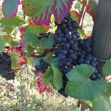 Abbaye Saint-Vivant de Curtil-Vergy