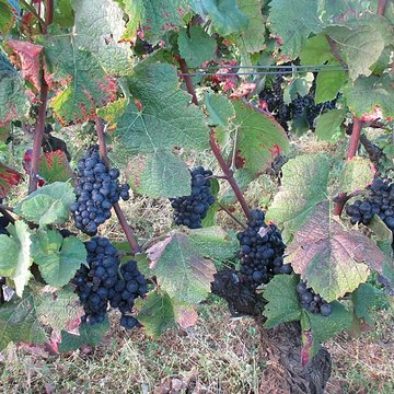 Abbaye Saint-Vivant de Curtil-Vergy