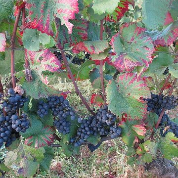 Abbaye Saint-Vivant de Curtil-Vergy