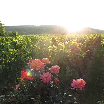 Abbaye Saint-Vivant de Curtil-Vergy