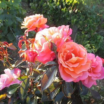 Abbaye Saint-Vivant de Curtil-Vergy