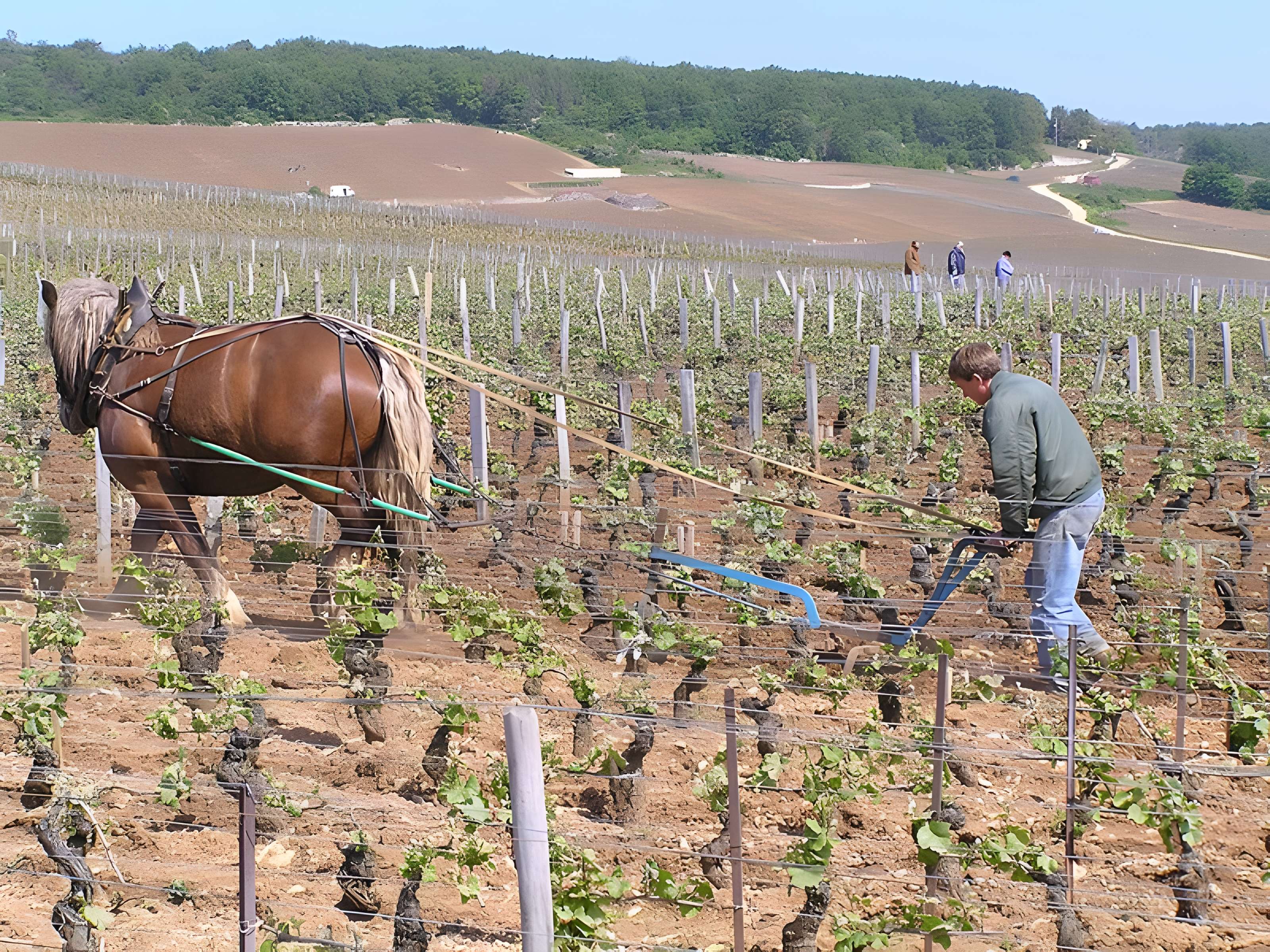 Abbaye Saint-Vivant de Curtil-Vergy