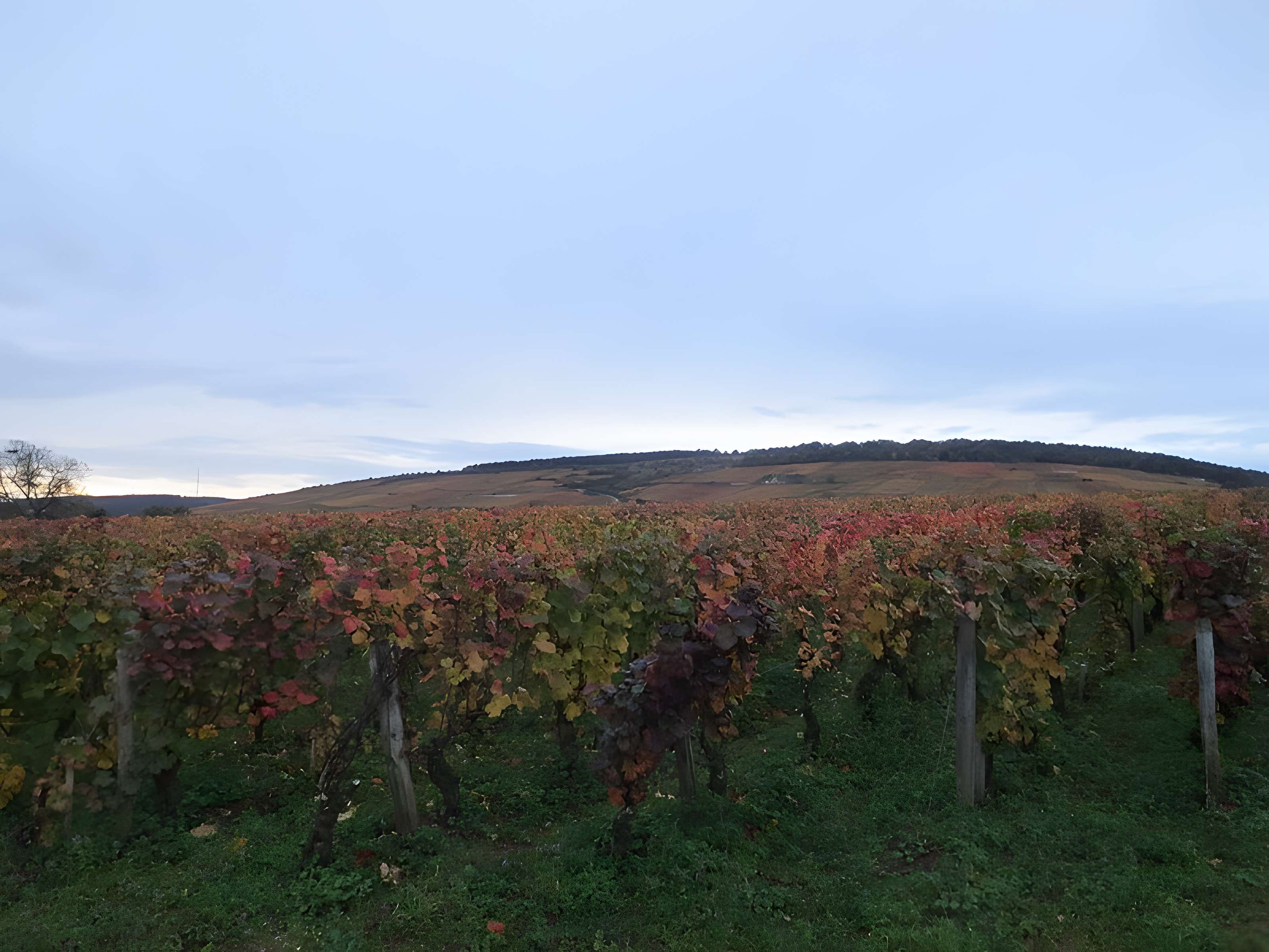 Abbaye Saint-Vivant de Curtil-Vergy