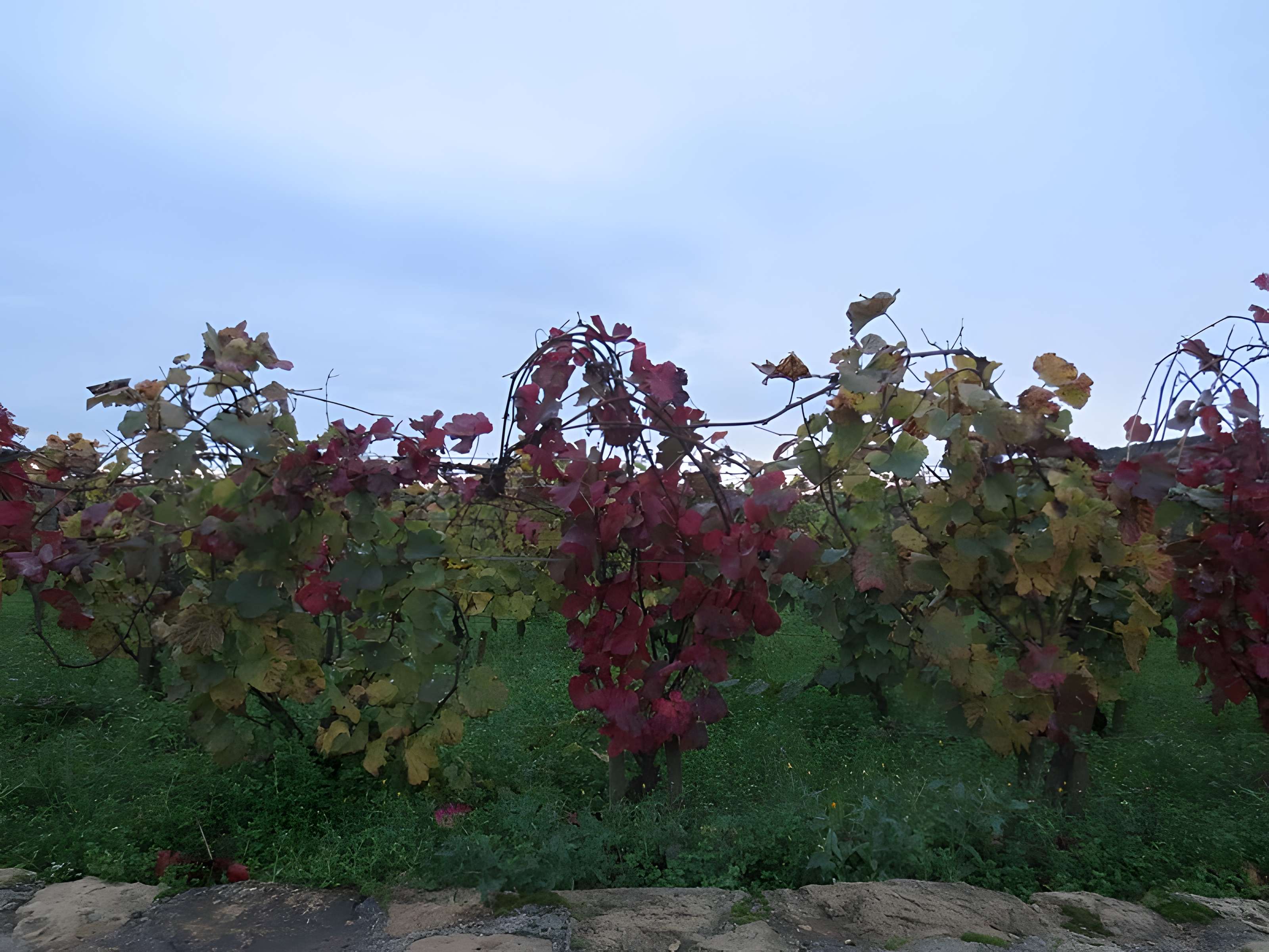 Abbaye Saint-Vivant de Curtil-Vergy