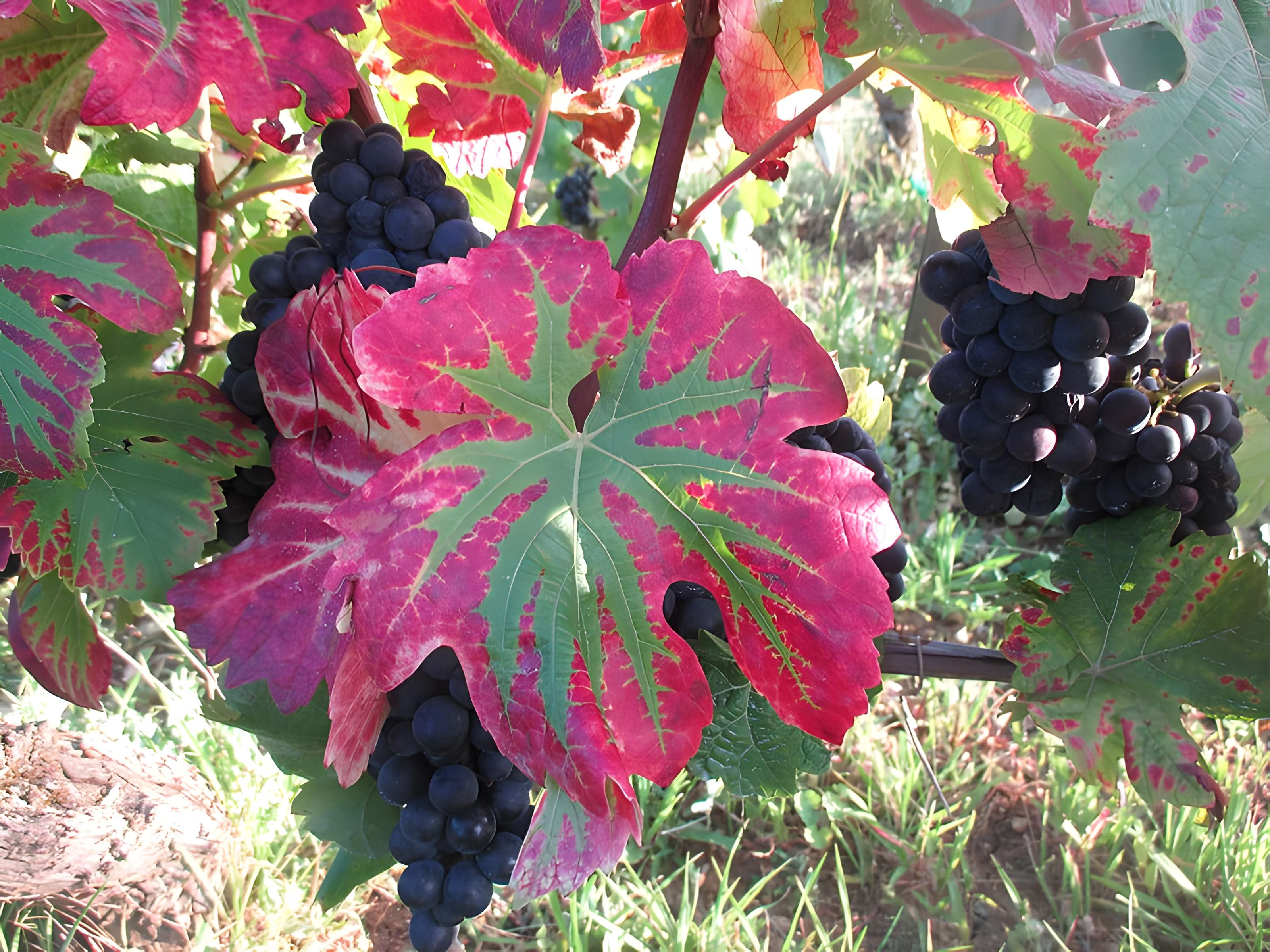 Abbaye Saint-Vivant de Curtil-Vergy