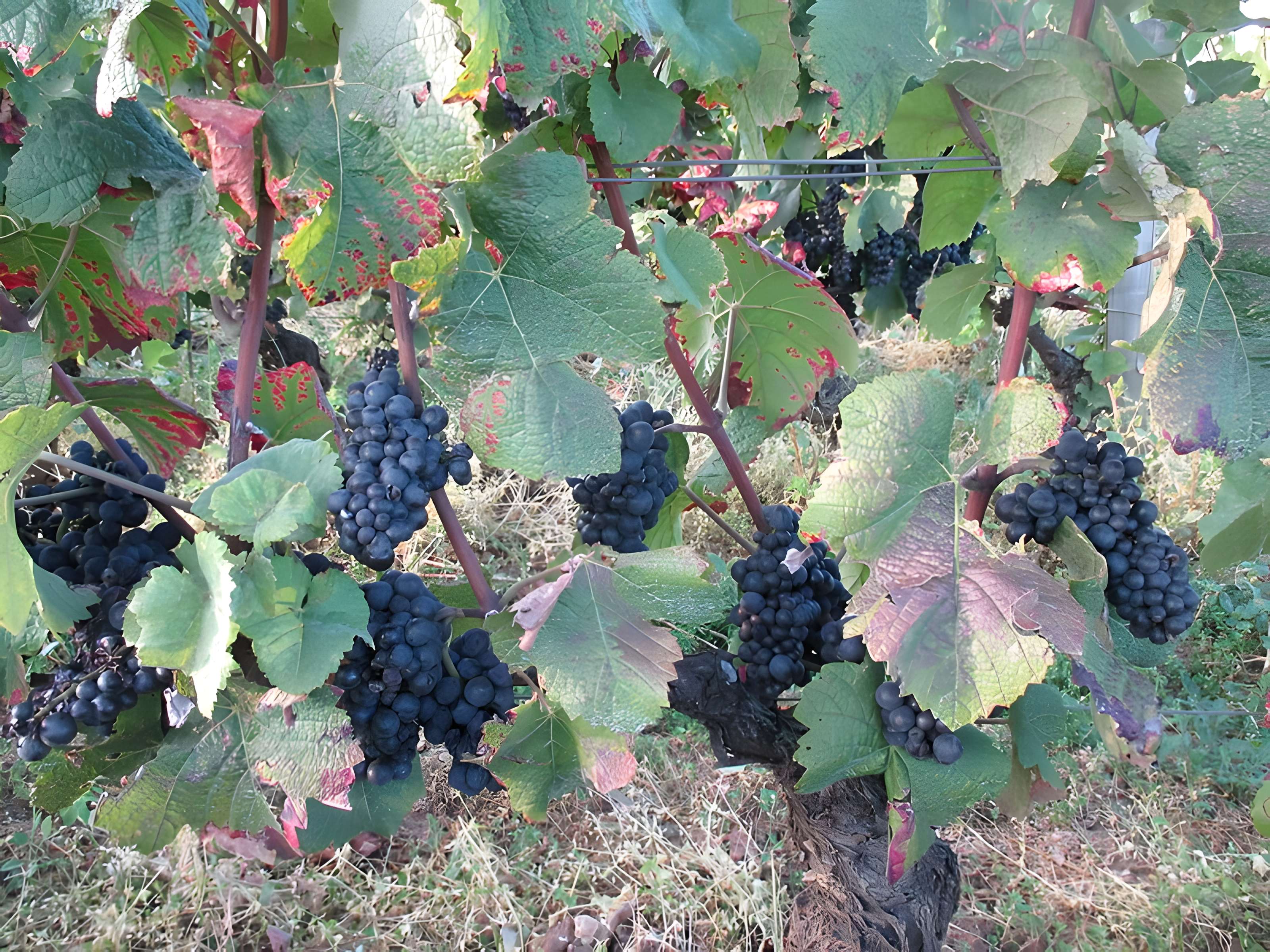 Abbaye Saint-Vivant de Curtil-Vergy