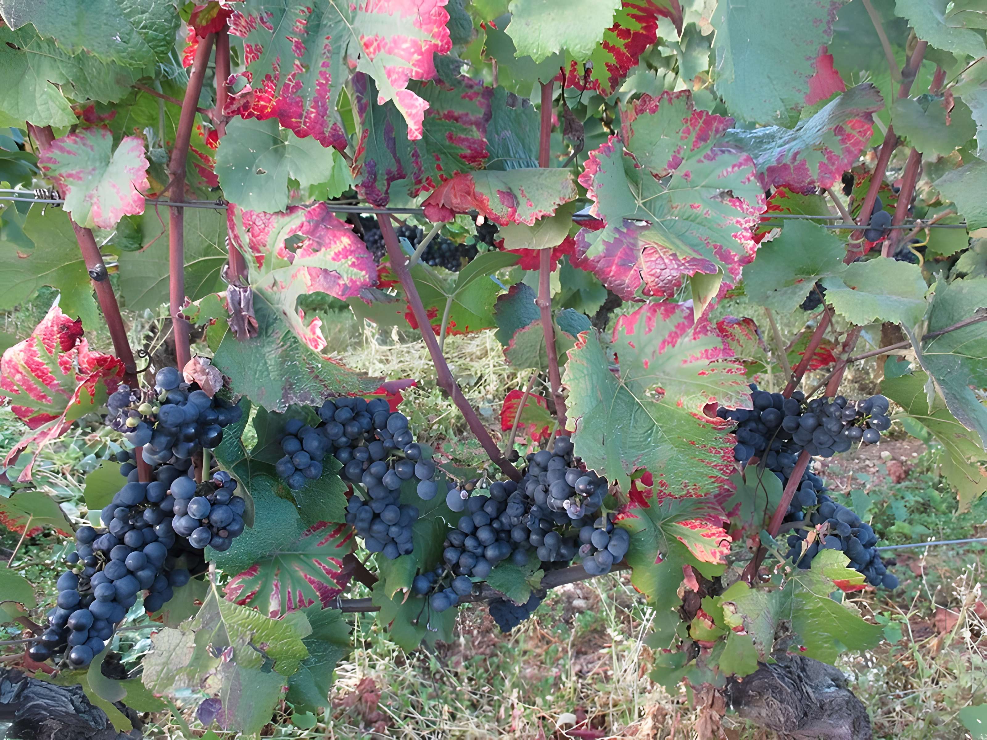 Abbaye Saint-Vivant de Curtil-Vergy
