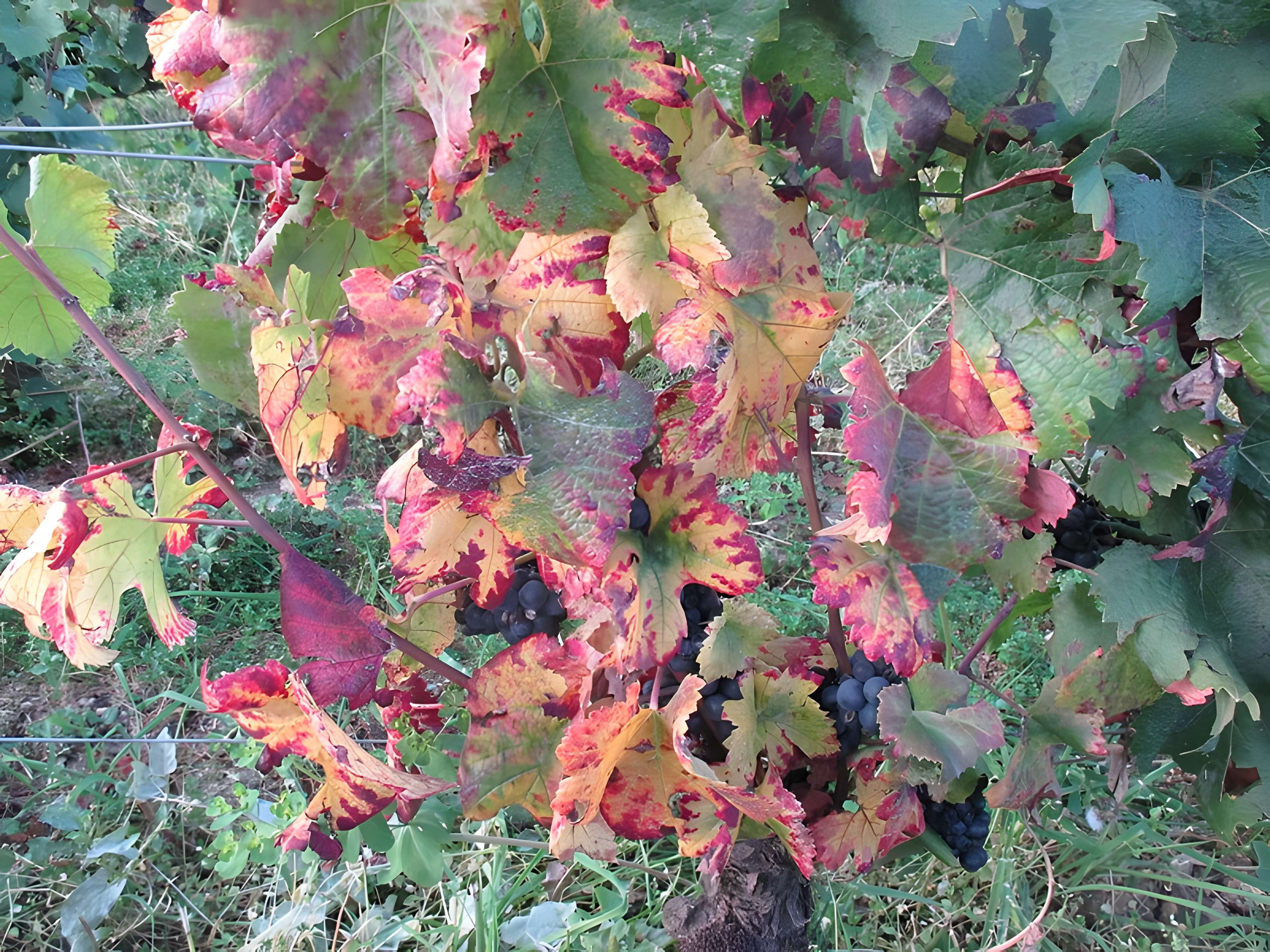 Abbaye Saint-Vivant de Curtil-Vergy
