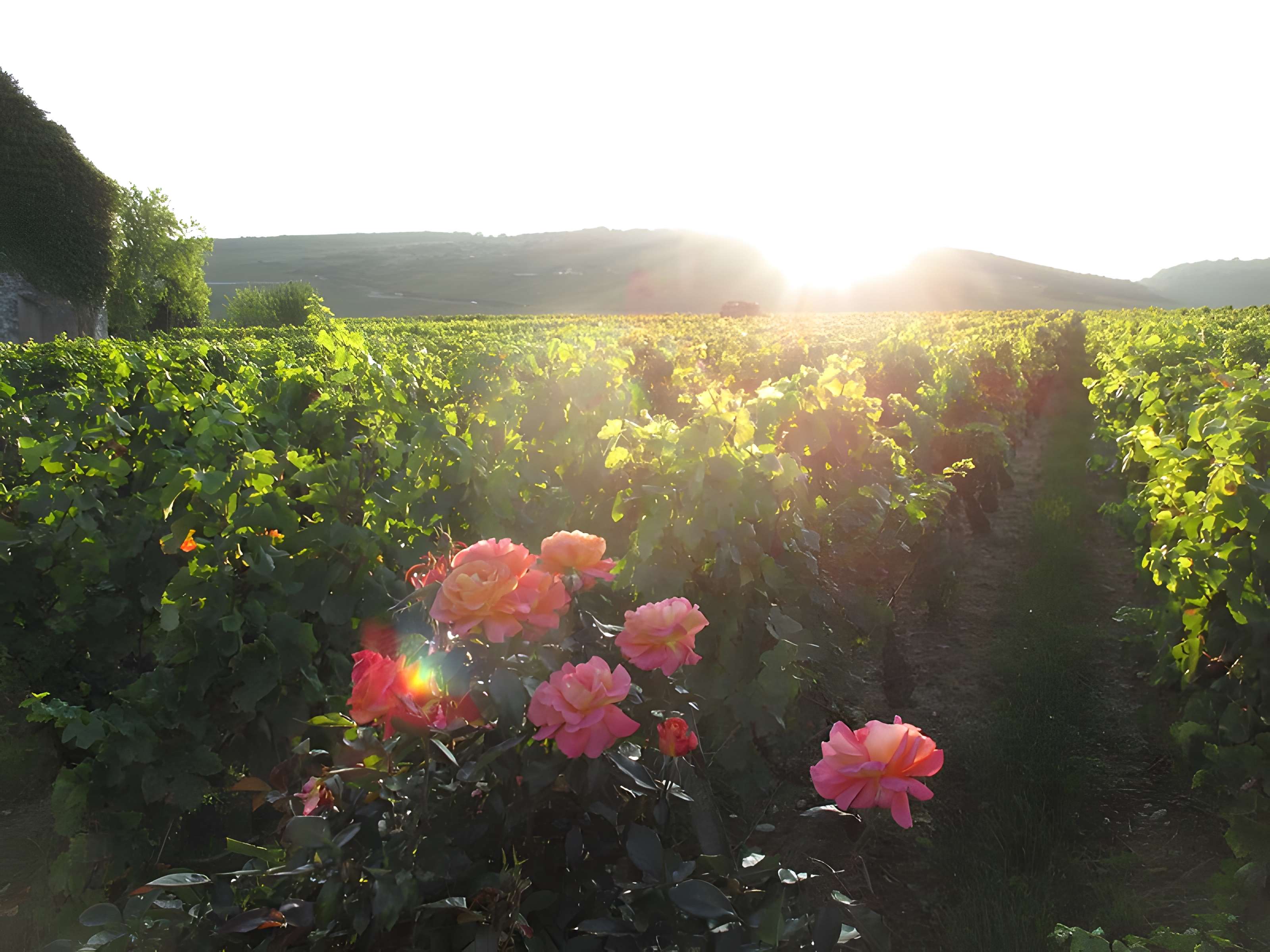 Abbaye Saint-Vivant de Curtil-Vergy