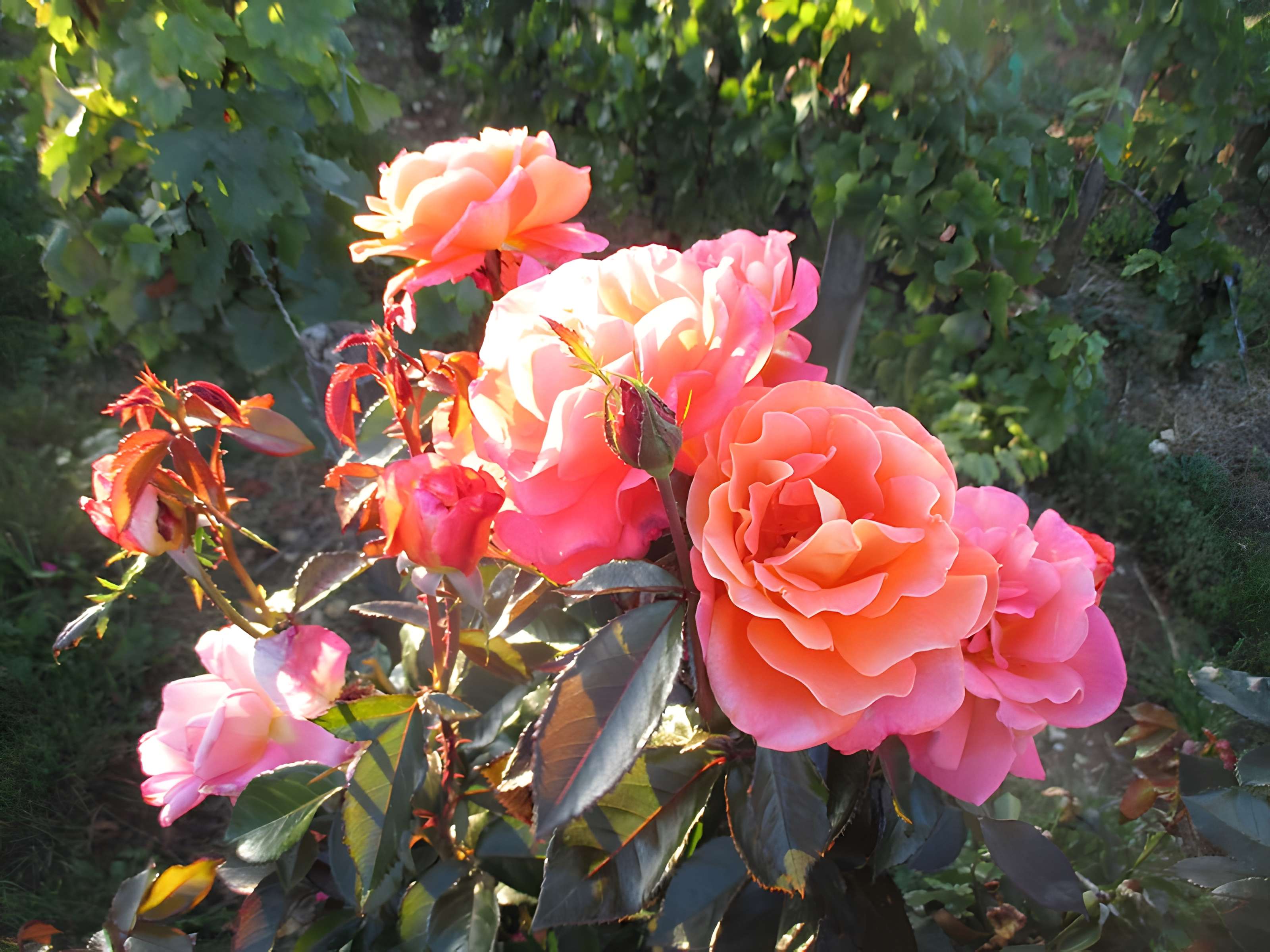 Abbaye Saint-Vivant de Curtil-Vergy