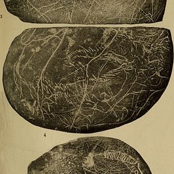 Abri sous roche de la Colombière à Neuville-sur-Ain