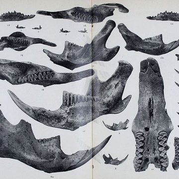 Abri sous roche de la Colombière à Neuville-sur-Ain