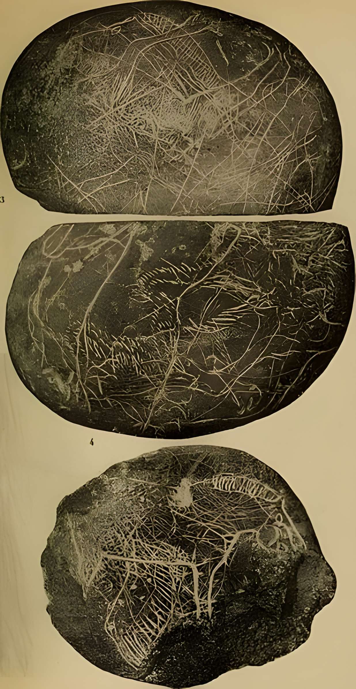 Abri sous roche de la Colombière à Neuville-sur-Ain