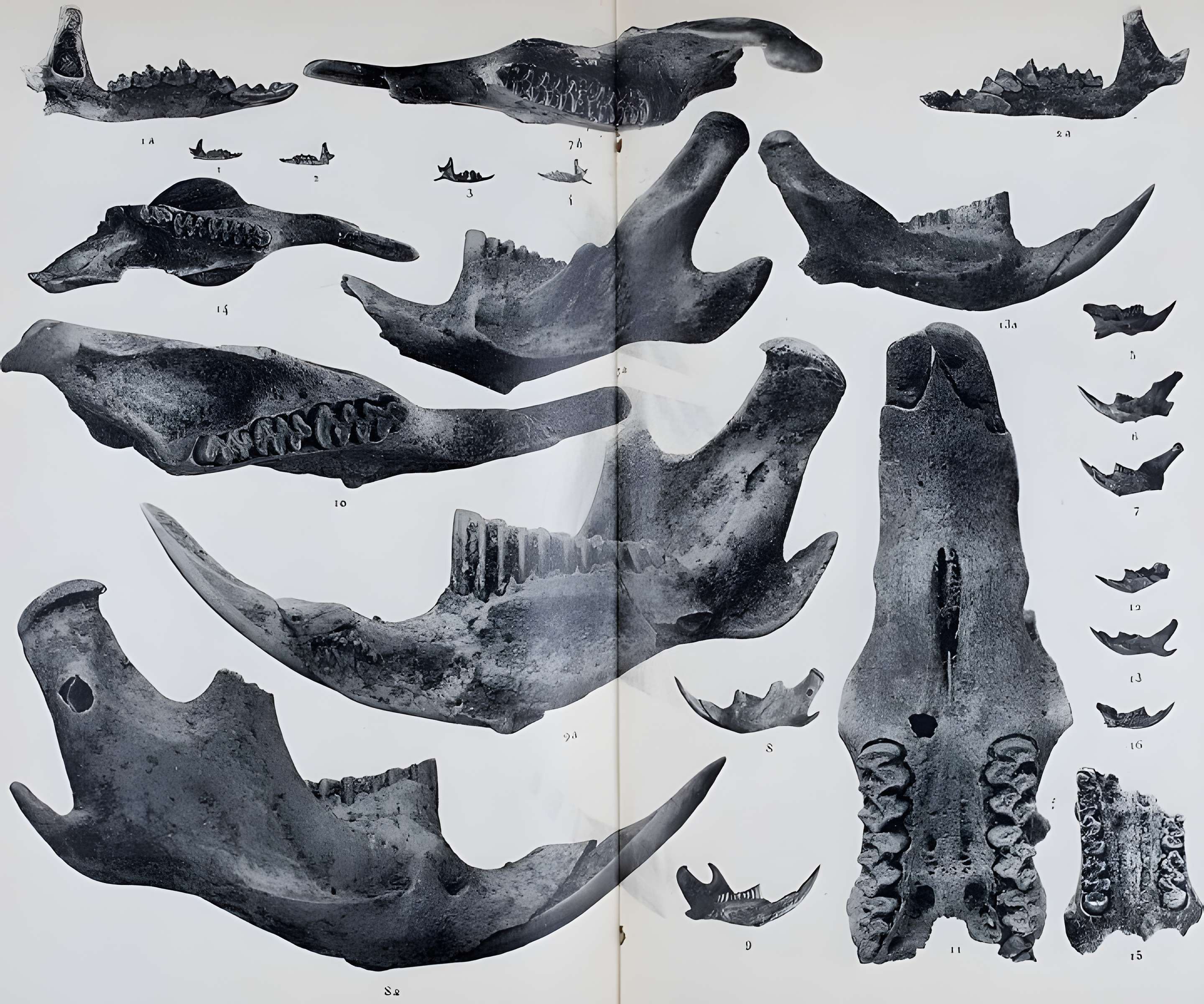 Abri sous roche de la Colombière à Neuville-sur-Ain