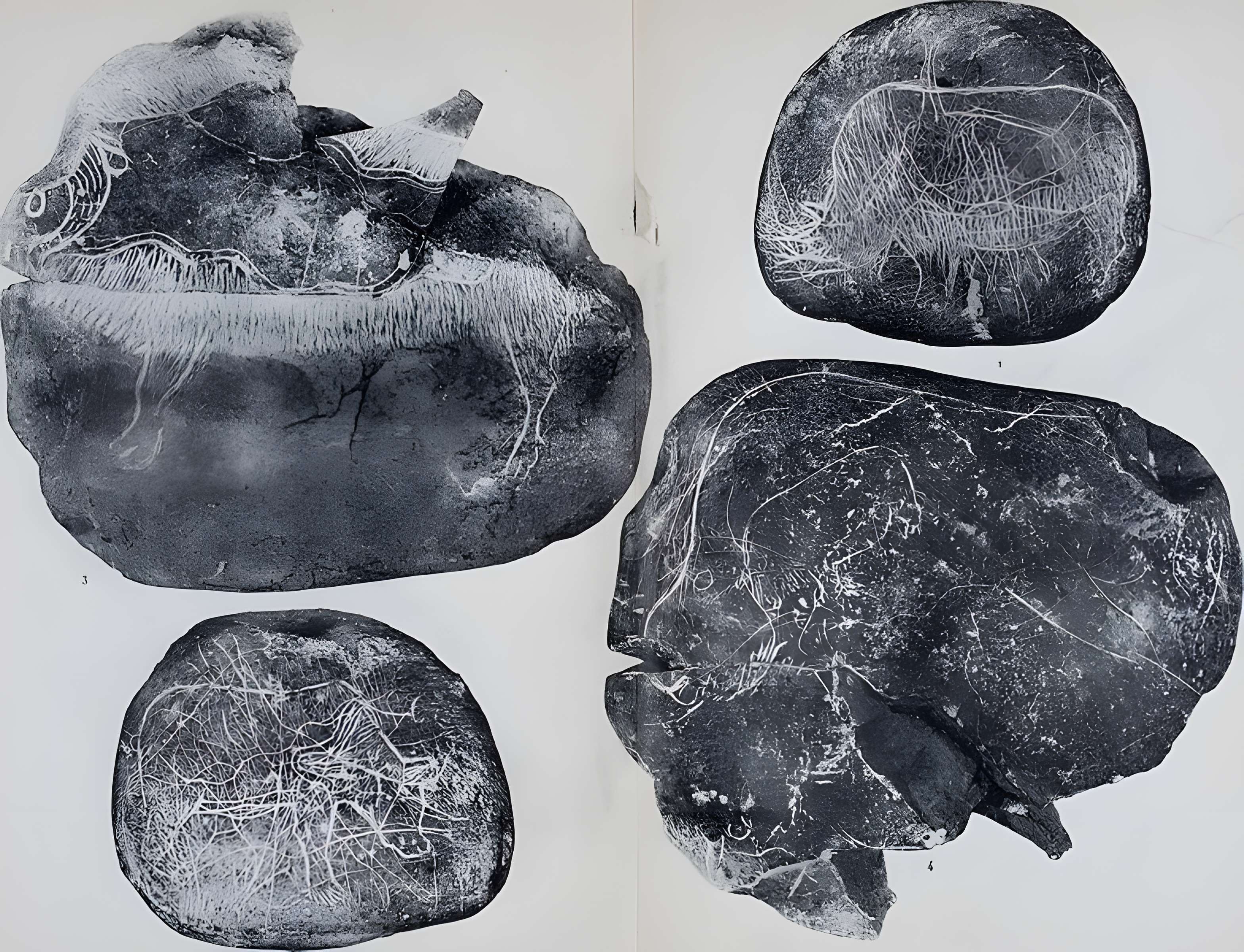 Abri sous roche de la Colombière à Neuville-sur-Ain
